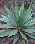 Agave obscura