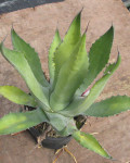 Agave oroensis