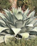 Agave ovatifolia