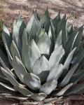 Agave palmeri