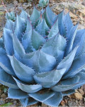 Agave parrasana