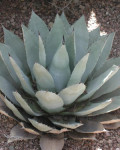 Agave parryi var. couesii