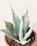 Agave parryi var. huachucensis