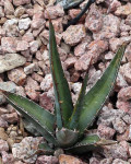Agave peacockii