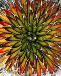 Agave pelona