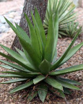 Agave pendula
