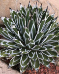 Agave pintilla