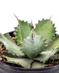Agave potatorum 'Cameron Blue'