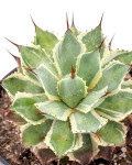 Agave potatorum 'Eye Scream'