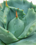 Agave potatorum 'Shoji-Raijin'