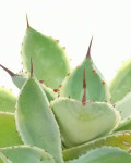Agave potatorum 'Snowfall'