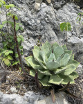 Agave pygmae