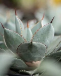 Agave pygmaea 'Dragon Toes'