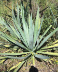 Agave rhodacantha