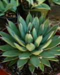 Agave 'Royal Spine'