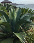 Agave salmiana 'Green Giant'
