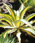 Agave salmiana var. ferox 'Medio Picta'
