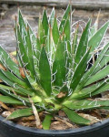 Agave schidigera