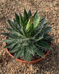 Agave schidigera 'Black Widow'
