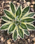 Agave schidigera 'Royal Flush'