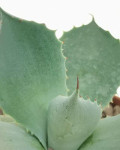 Agave seemanniana