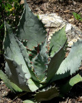 Agave shrevei