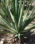 Agave sisalana