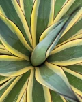 Agave 'Snow Glow'