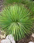 Agave striata