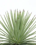 Agave stricta 'Nana'