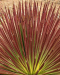 Agave stricta 'Rubra'