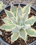 Agave subsimplex 'Marginata'