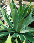 Agave thomasae