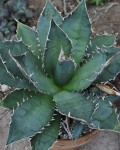 Agave titanota