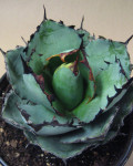 Agave titanota ‘Black and Blue’