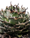 Agave titanota 'Hades'