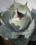 Agave titanota 'Rancho Tambor'