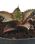 Agave titanota 'Red Catweazle'