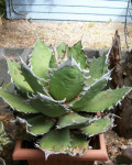 Agave titanota 'Sierra Mixteca'