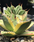 Agave titanota 'Snaggletooth'