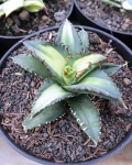 Agave titanota 'Solar Eclipse'