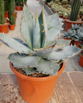 Agave titanota 'White Ice'