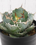 Agave titanota ‘White Whale'