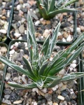 Agave toumeyana var. bella