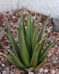 Agave triangularis