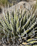 Agave utahensis var. nevadensis