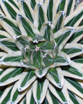 Agave victoriae-reginae 'Albomarginata'