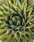 Agave victoriae-reginae 'Golden Princess'