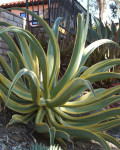 Agave vilmoriniana 'Stained Glass'