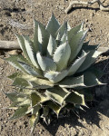 Agave vizcainoensis